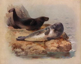 Grey Seal